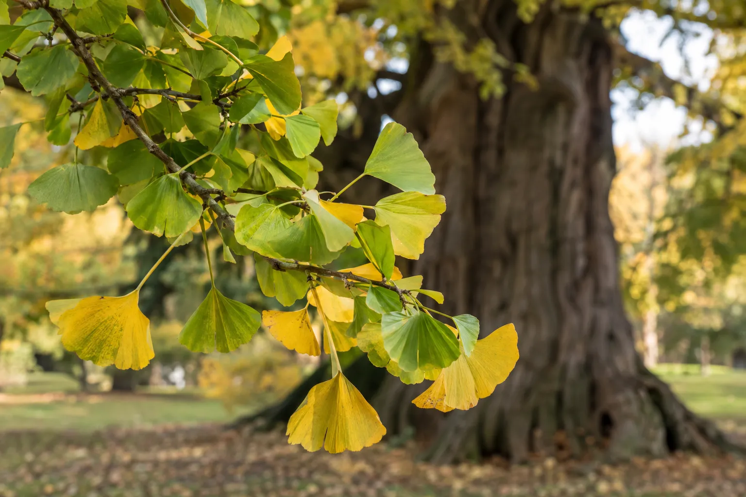 Ginkgo-Zweig mit grünen und goldgelben fächerförmigen Blättern vor einem alten Ginkgo-Stamm im Park
