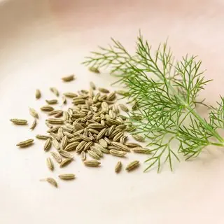 Fenchel