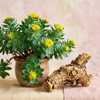 Rhodiola rosea