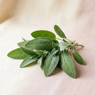 Salbei